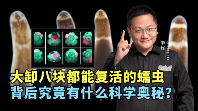 大卸八块都能复活的蠕虫,背后究竟有什么科学奥秘?