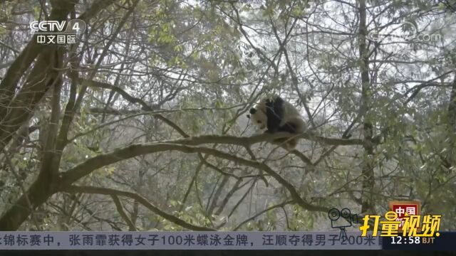 《远方的家》摄制组在陕西秦岭拍摄到大熊猫野外求偶画面