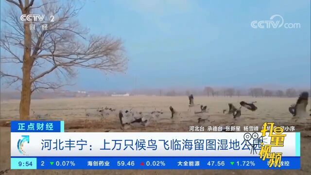 河北丰宁:上万只候鸟飞临海留图湿地公园