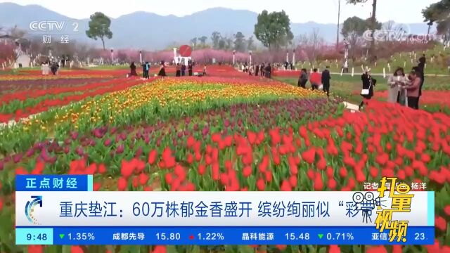 重庆垫江:60万株郁金香盛开,缤纷绚丽似“彩带”