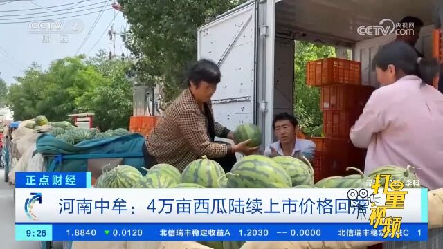 河南中牟:4万亩西瓜陆续上市,价格回降过半