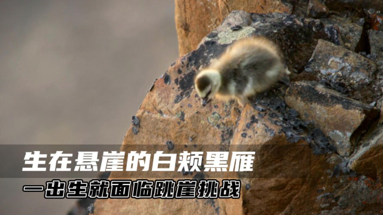 生命的挑战!白颊黑雁一出生就得跳下百米悬崖,只有33%能活下来