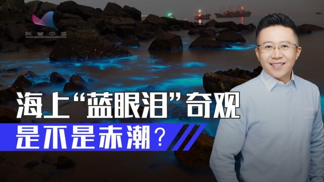 神秘又浪漫,“蓝眼泪”奇观是如何形成的?