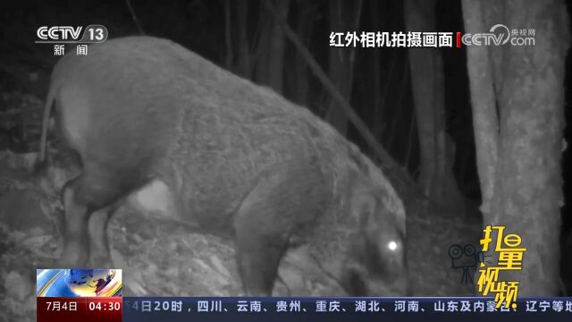 野猪被调出三有”野生动物名录,专家:并不意味着可以随意捕杀