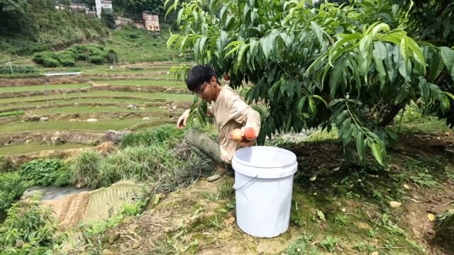 福建宁德山区盛产素燕窝,市场价能卖到40元一斤,村民却把它当成垃圾扔掉