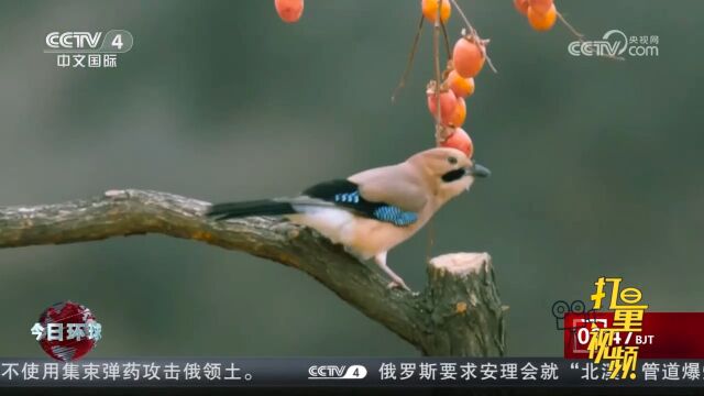 福建:武夷山国家公园,生机勃勃的“物种天堂”