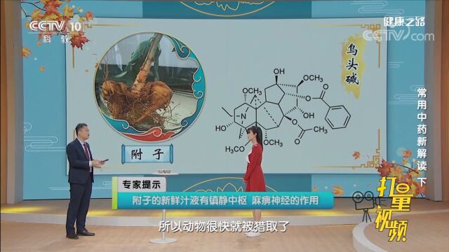 专家提示附子的新鲜汁液有镇静中枢、麻痹神经的作用