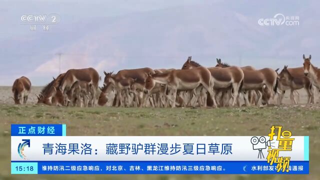 青海果洛:藏野驴群漫步夏日草原