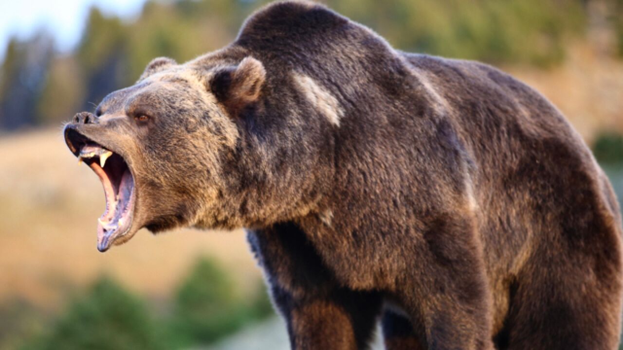 日本棕熊尸体中现人体残骸,回顾多起棕熊杀人事件,惨剧为何发生