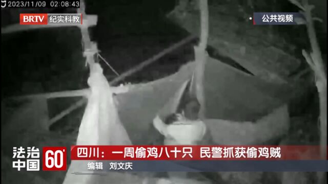 一周偷鸡八十只,民警抓获偷鸡贼,监控视频曝光