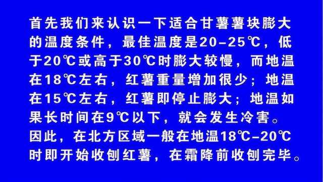 《教授教你种红薯》第21期:红薯如何把握收获时间