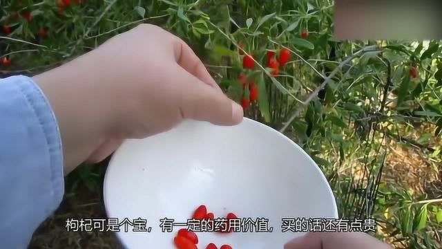 枸杞的种植方法是什么