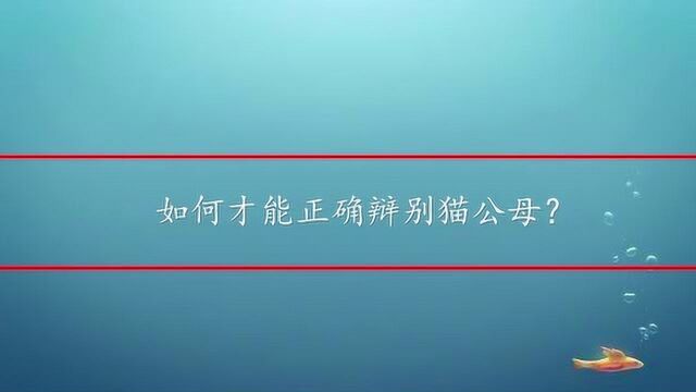 如何才能正确辩别猫公母?