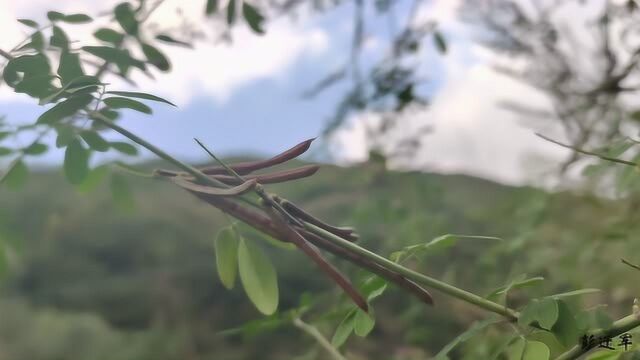 在农村很常见的一种植物,不仅是中草药,也是良好的水土保持植物