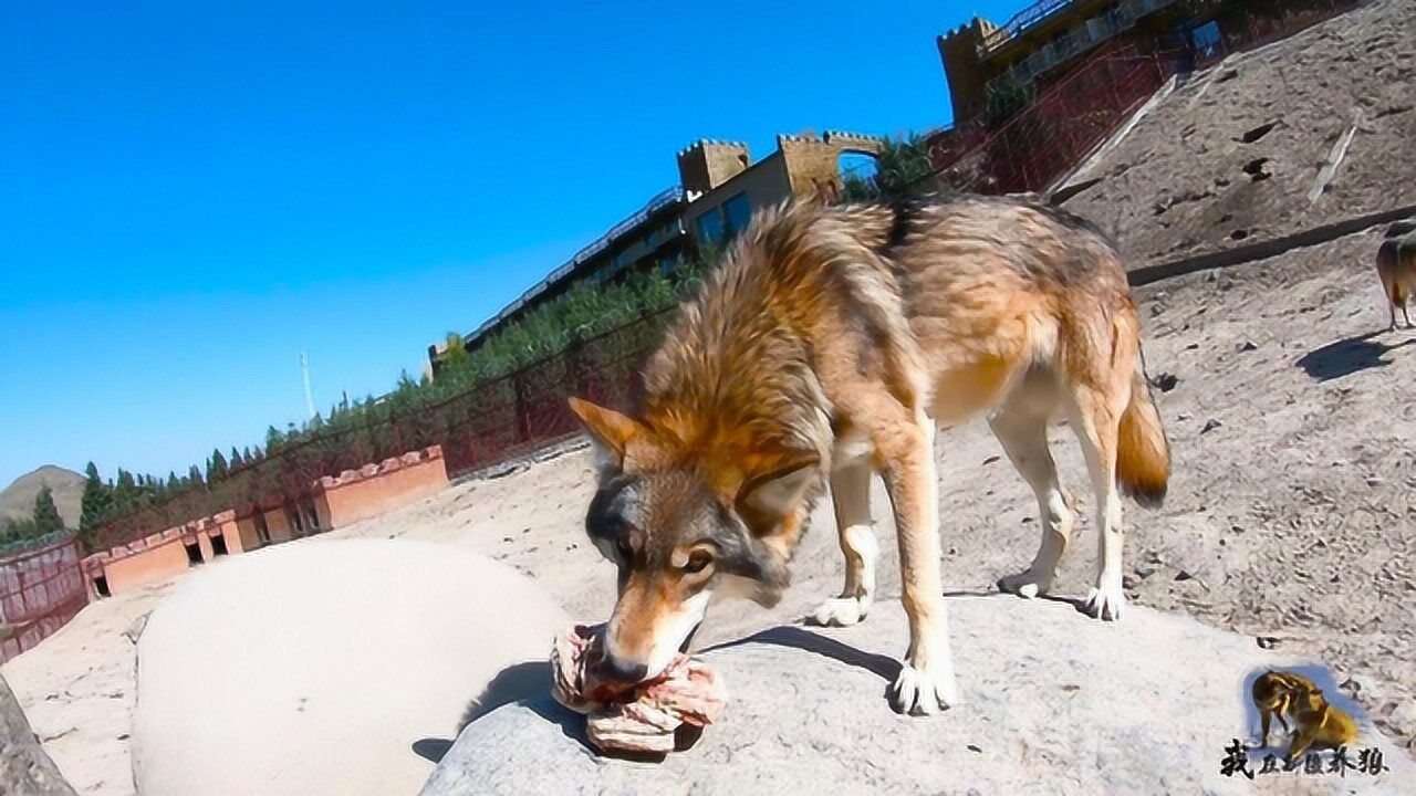 狼的智商有多高?养狼人用食物诱惑狼王进圈,狼王的反应正常吗?