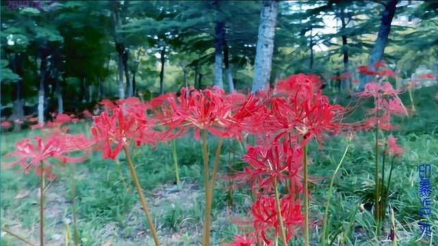 连云港郁洲公园也有彼岸花,红色彼岸花开得真美,白色太珍贵