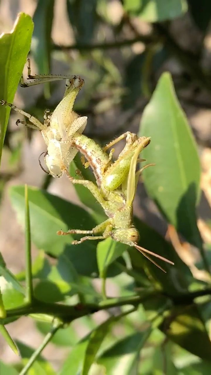 灰蝗虫蜕皮图片图片