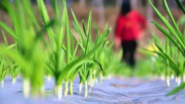 家里怎么栽种大蒜?注意几点,长势快,吃完大蒜叶还能收获果实