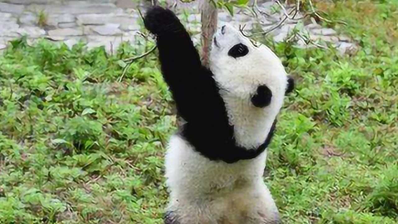 熊猫展现舞蹈功底,抱着柱子跳舞,网友:去过夜店的熊猫