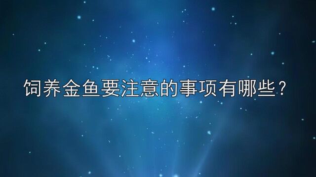 饲养金鱼要注意的事项有哪些?