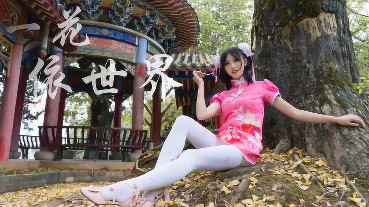 一花依世界【白丝旗袍】一起来看银杏叶呀!