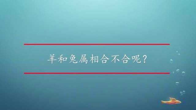 羊和兔属相合不合呢?