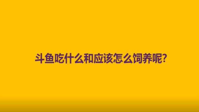 斗鱼吃什么和应该怎么饲养呢?