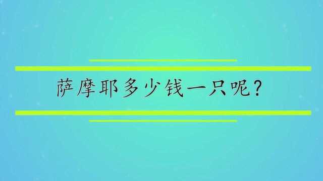 萨摩耶多少钱一只呢?