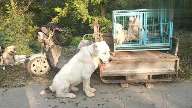 给大家看看典型的中亚牧羊犬是什么样子的,体型庞大,异常威猛