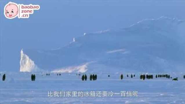 探秘南北极 01走进南极:冰雪荒原中的奇景