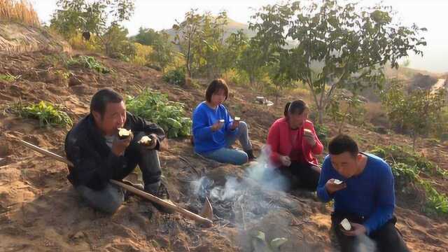 晋西农村,大春家上山收土豆,一家人在地里吃什么了?看着真香啊