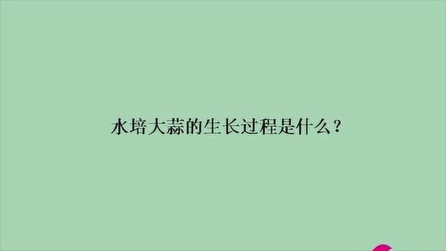 水培大蒜的生长过程是什么?