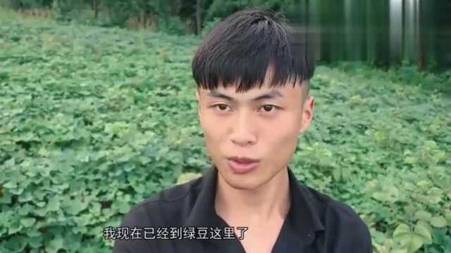 绿豆的生长过程视频,一起去看看吧