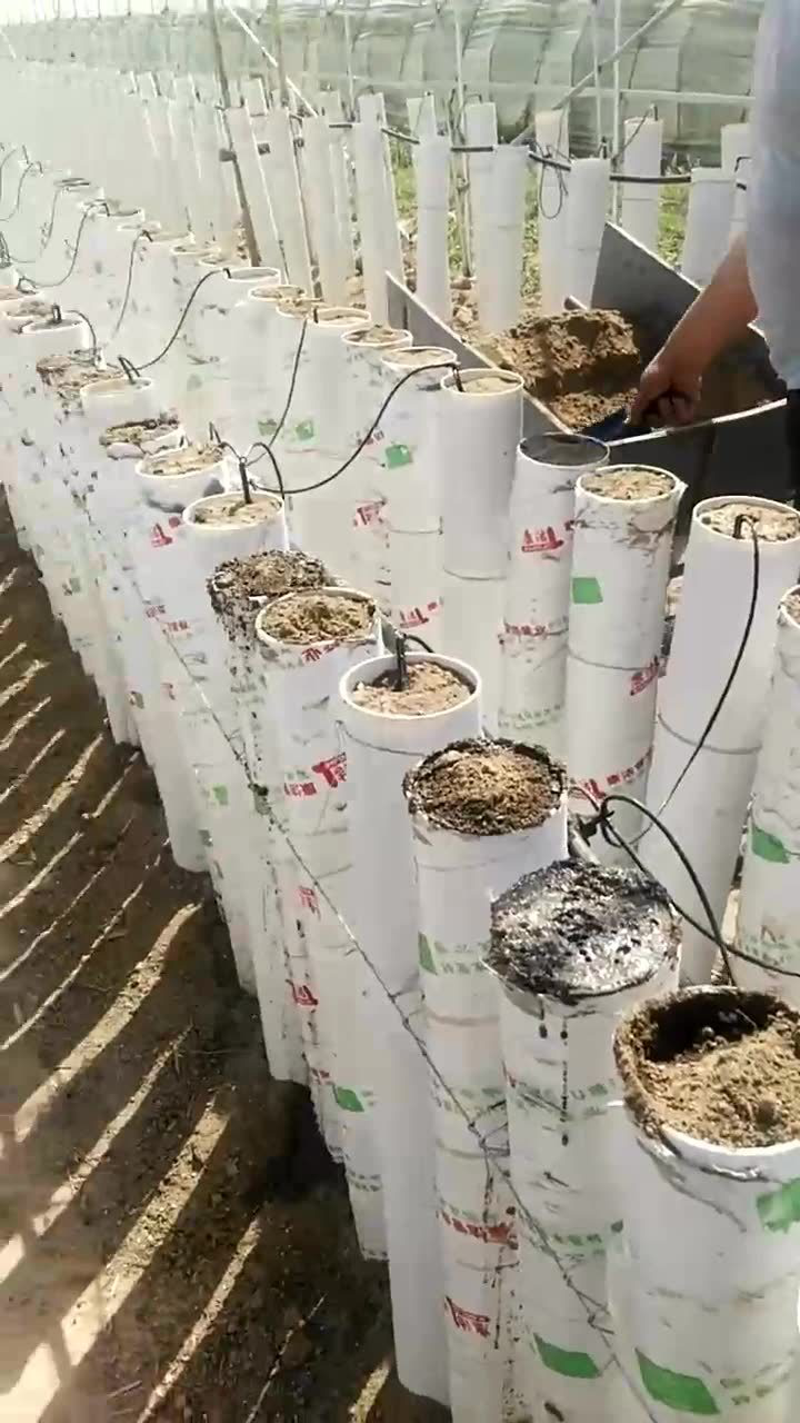 山药种植新科技用pvc管种植山药省水省肥方便收获
