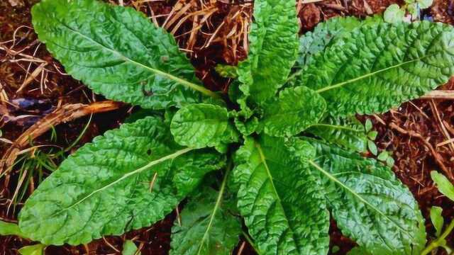 荔枝草珍贵而稀少的中草药对痔疮牙痛咽炎有帮助