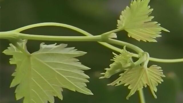 温室早熟葡萄浆果成熟期,科学浇水十分重要,品质好产量高