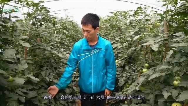 番茄使用钼锌硼镁肥的优异效果表现