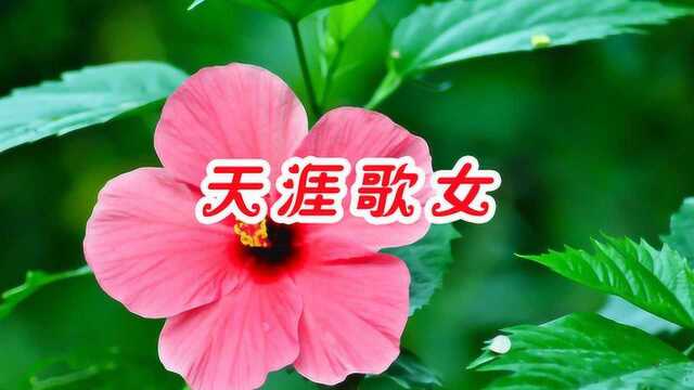 周璇一首《天涯歌女》经典老歌,一代人最美好的回忆!