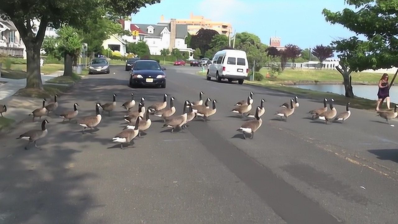 加拿大鹅多泛滥可是他们却只要毛不要肉看到这样的吃法我懂了