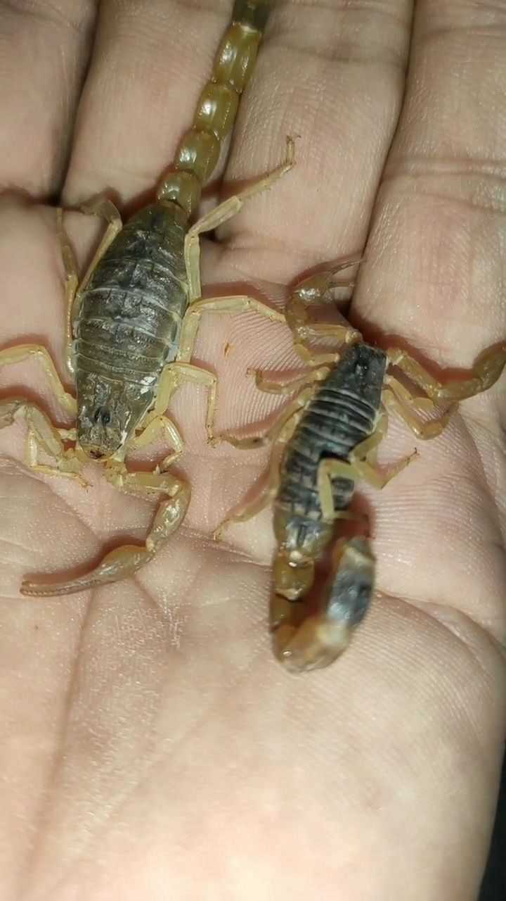 公蝎子和母蝎子的区别,长的都不一样哦_腾讯视频