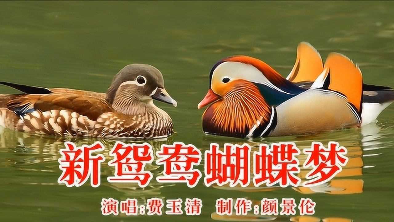 费玉清《新鸳鸯蝴蝶梦》,在人间已是癫,何苦要上青天,不如温柔同眠!