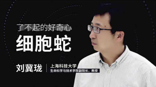 刘冀珑:细胞蛇是什么蛇?