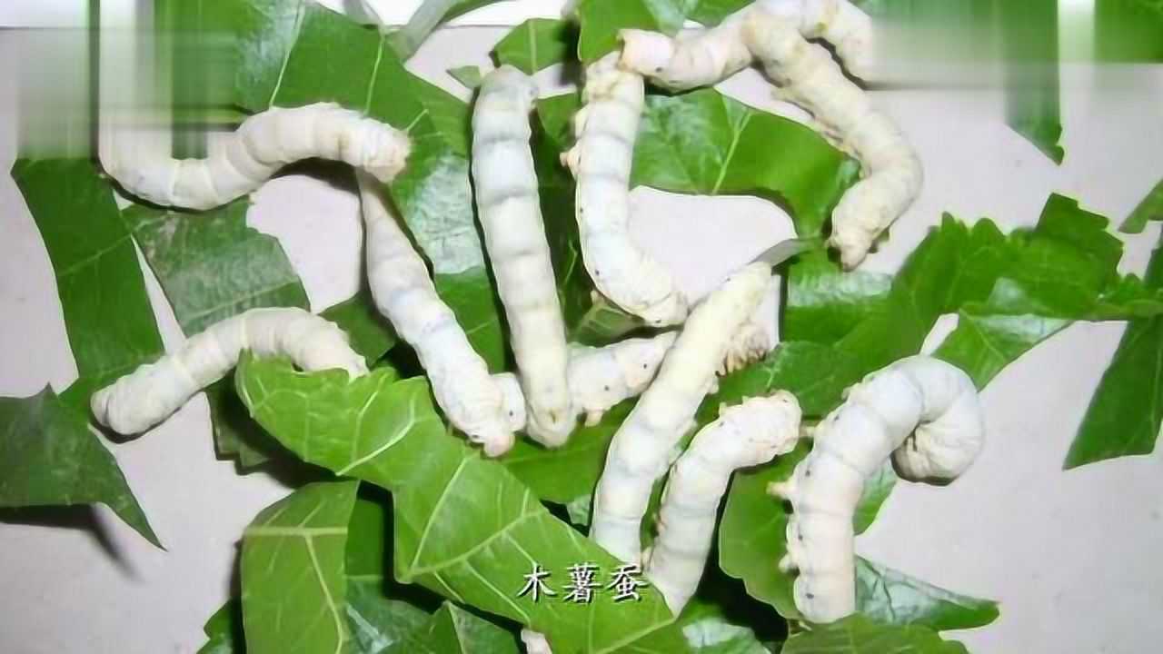 十二星座的性格最像哪种蚕宝宝?狮子座是天蚕,好可爱啊,你喜欢哪种?