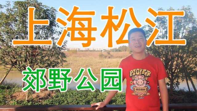 松江车墩镇边上,一个这么大的郊野公园,知道的人并不多.