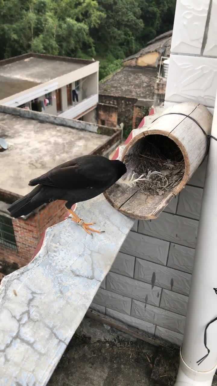 家养八哥鸟是这样做窝的