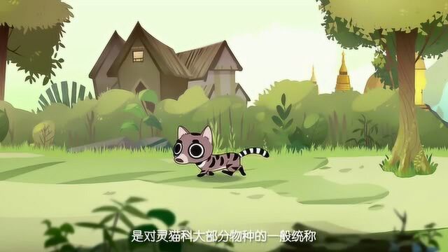 麝香猫NO.1,国家二级保护动物哟