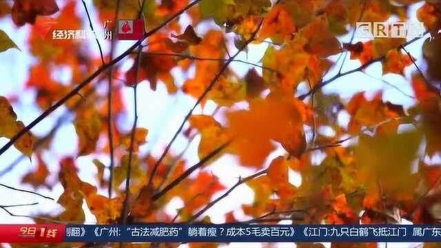 大美广东的冬日秋色:航拍岭南最大三角枫叶林“换秋装”