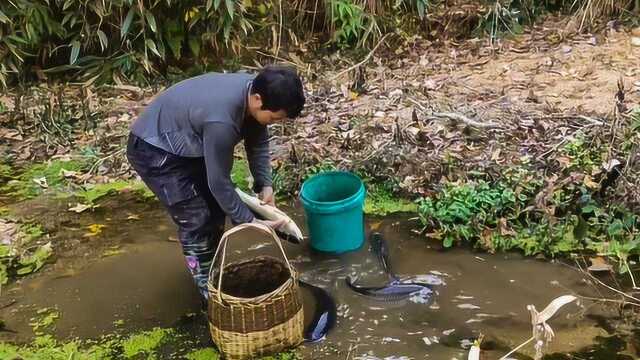 荷塘放水抓鱼,两分半田收获40多斤鱼一条比一条大,看着就过瘾