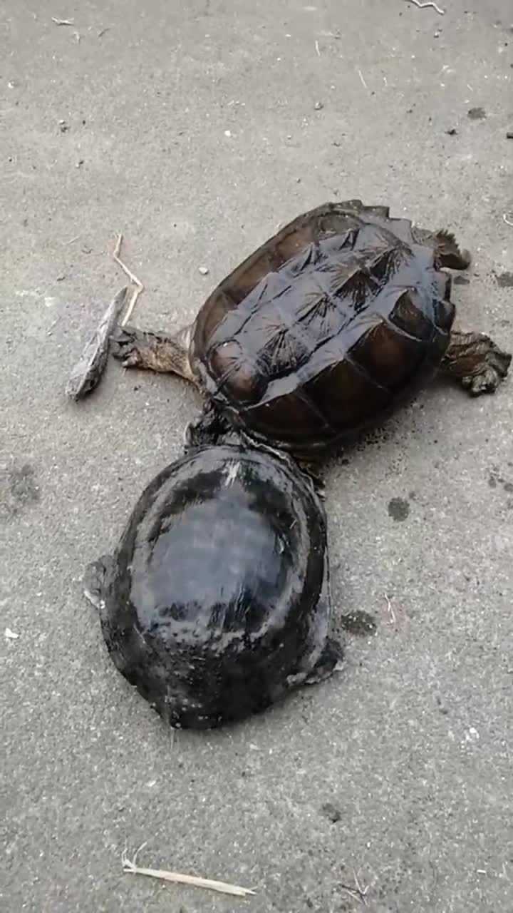 鳄鱼龟大战甲鱼