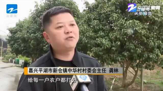 嘉兴平湖:用积分奖励机制 探索乡村治理新模式